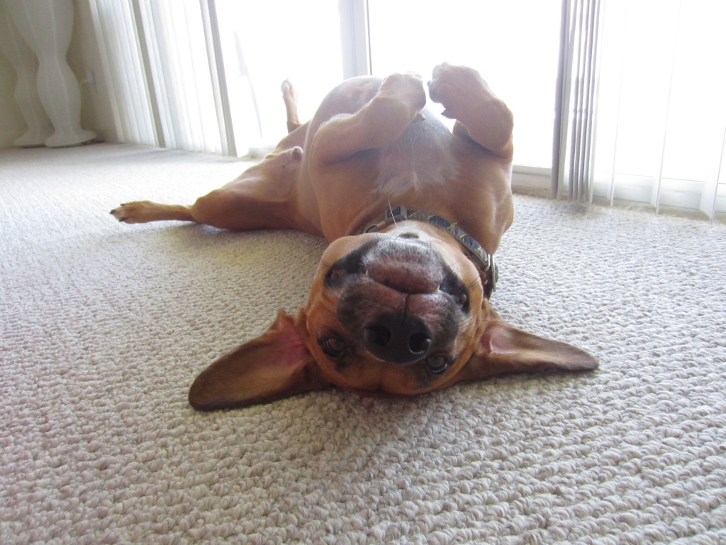 Cute Dog rolling over