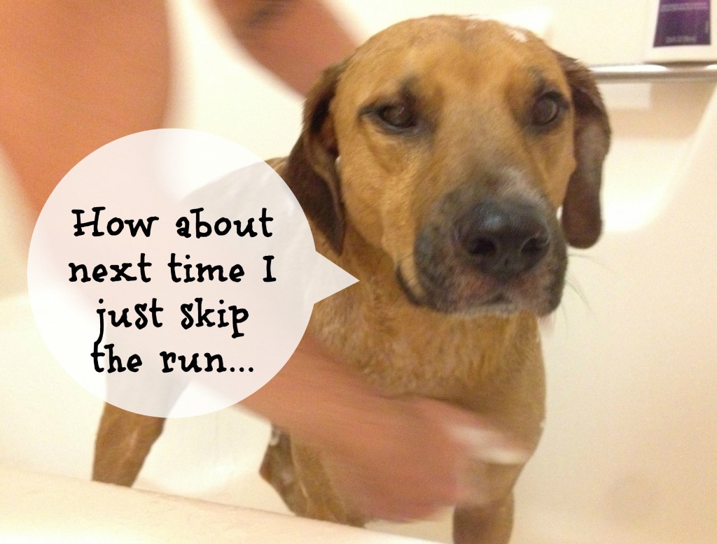 Dog in the Bath