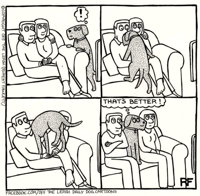 funny cartoon about lapdogs