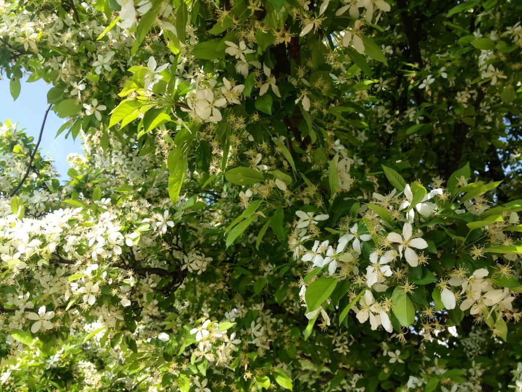 pretty tree flowers