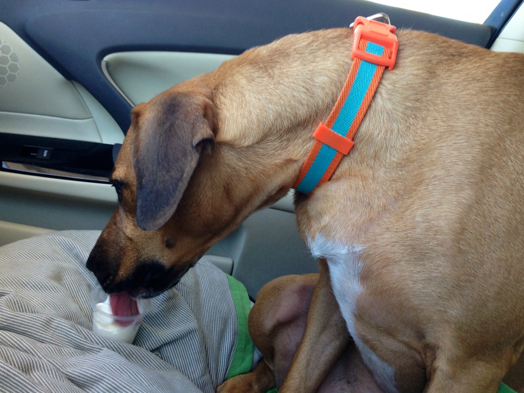 roadie enjoys puppy cup