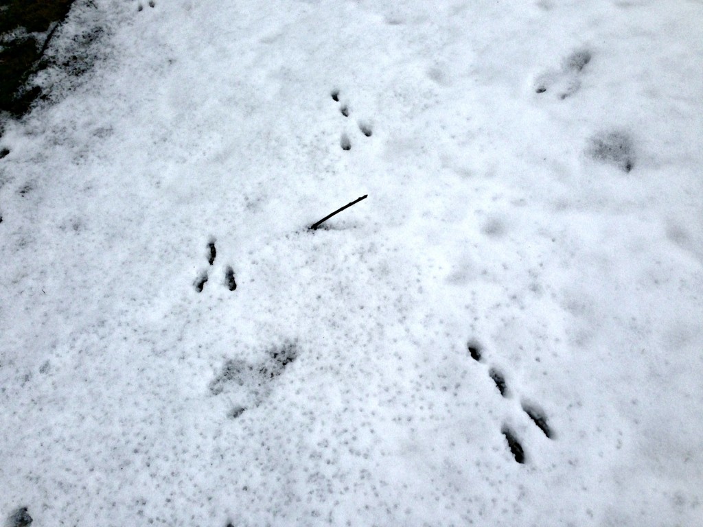 deer prints in snow