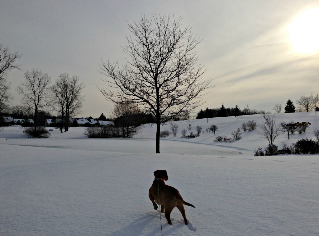 snowy walk with roadie
