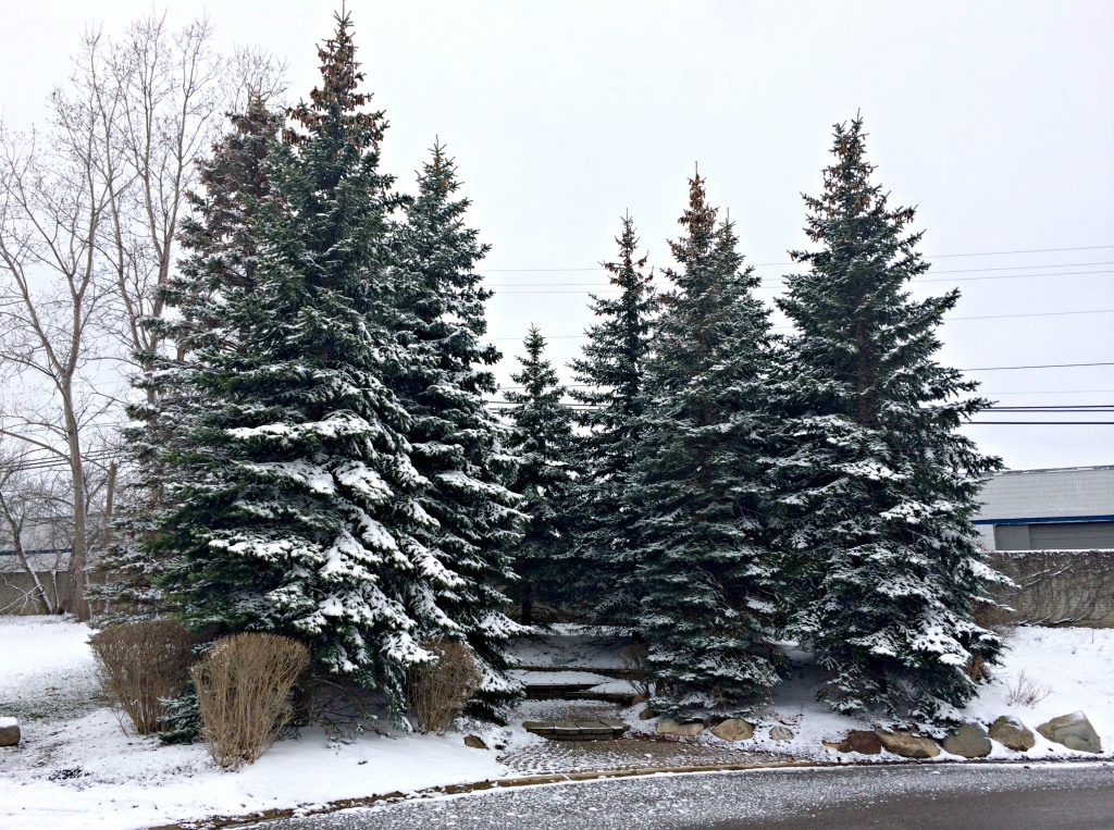 snowy trees in michigan in april