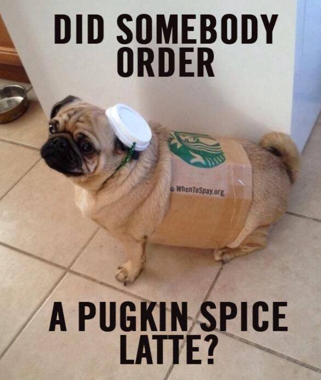 Pug pumpkin spice latte