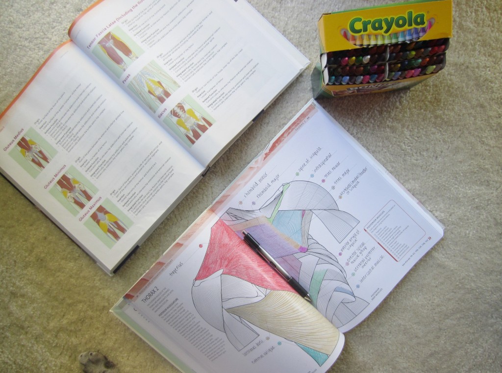 Anatomy Coloring Book and crayons