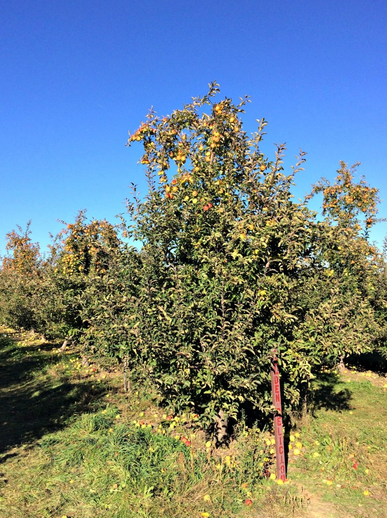 Miller's Big Red apple orchards