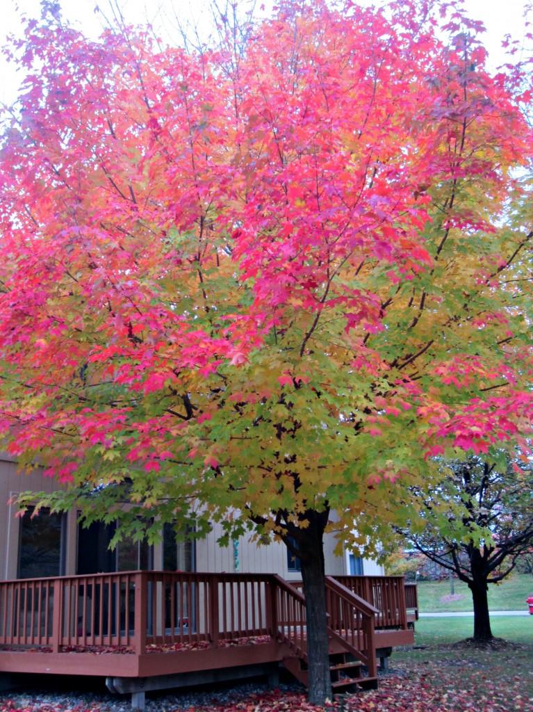 red and yellow trees fall 2014