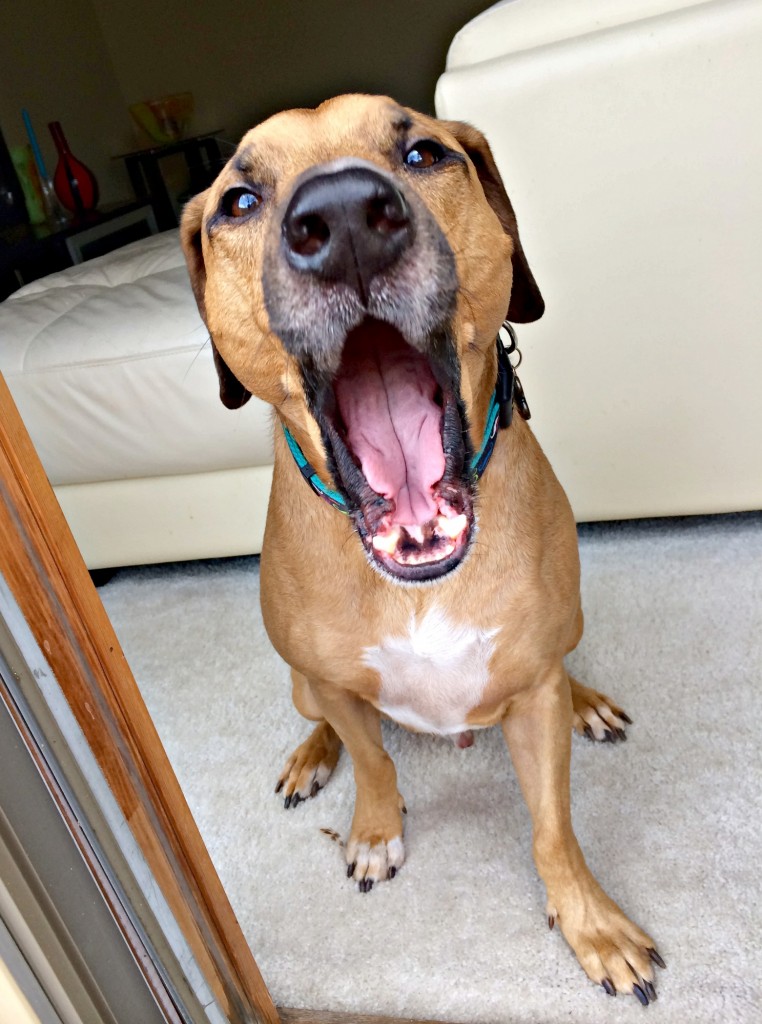 roadie yawning funny