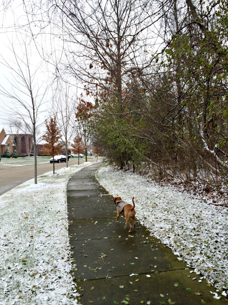 running in the neighborhood with roadie and snow