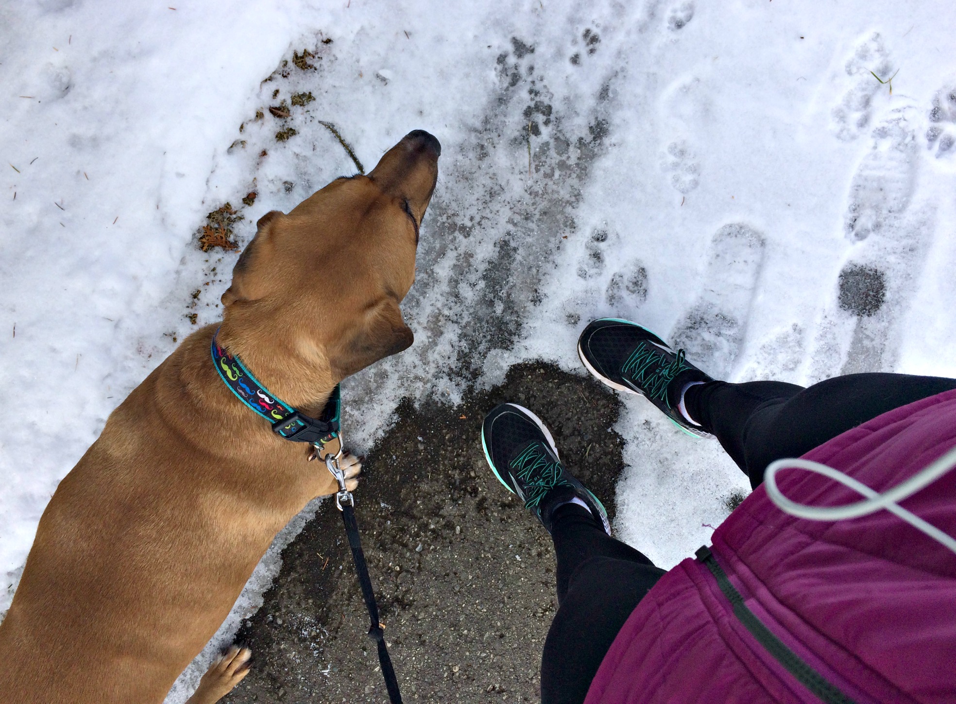 running with roadie in the snow