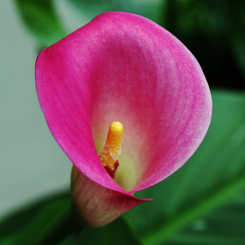 pink calla lilly