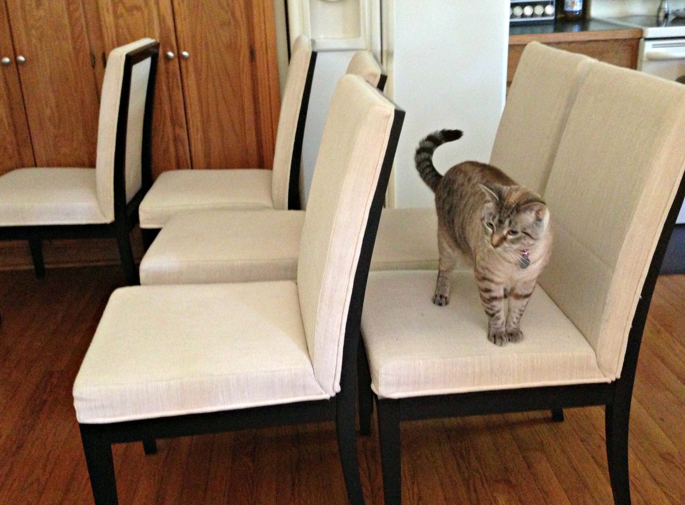 cat on chairs