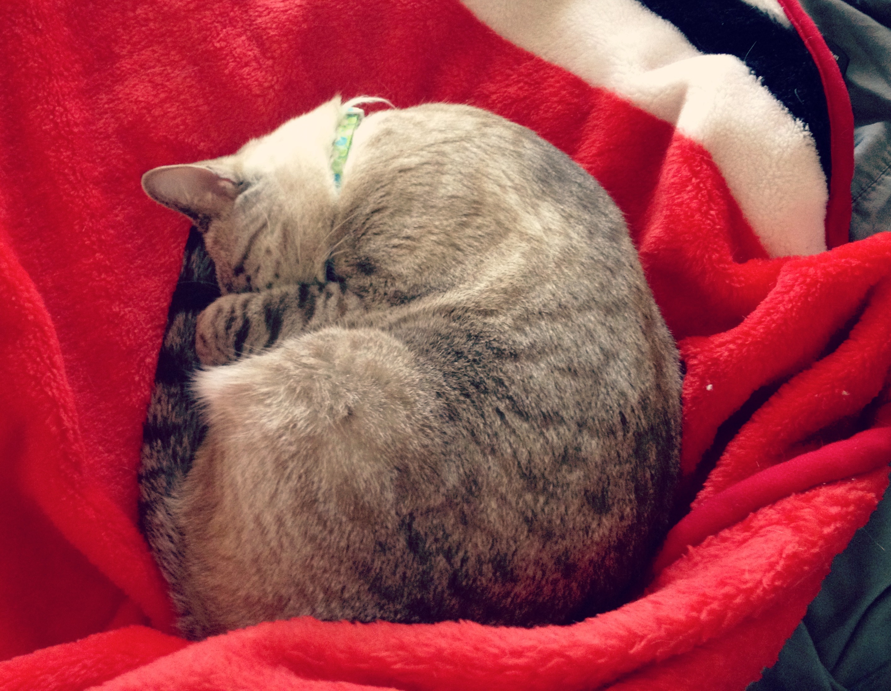 Cat Sleeping in a Ball
