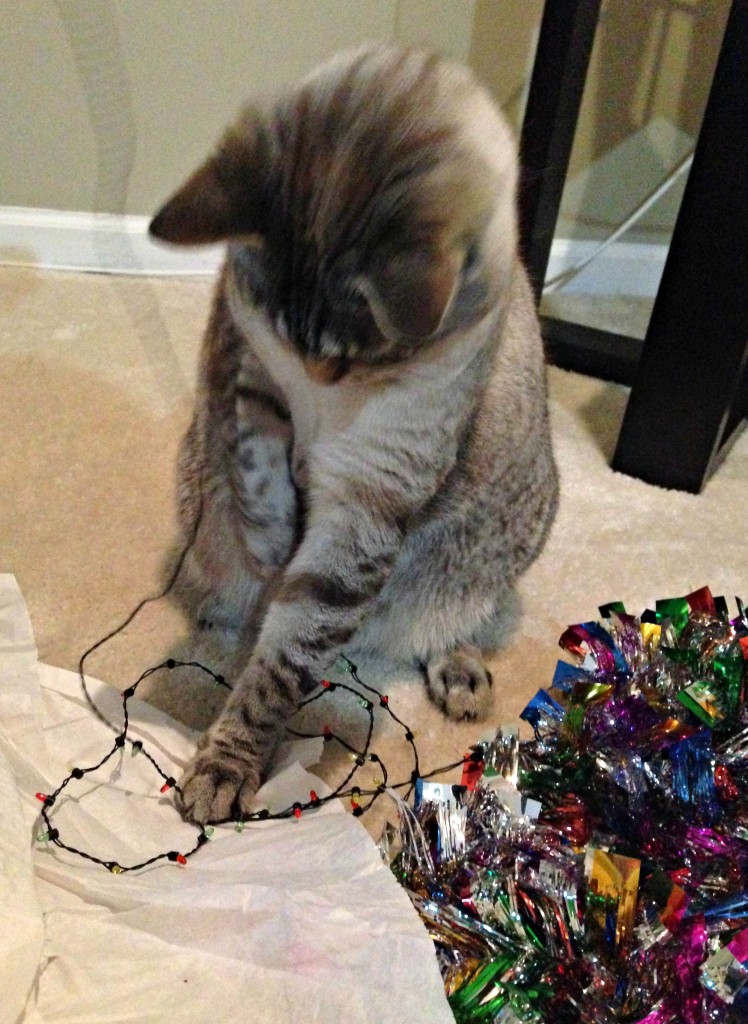 aspen playing with christmas lights