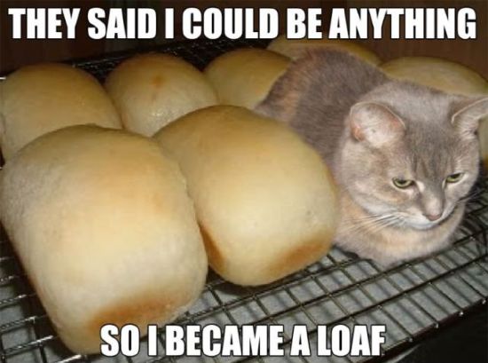 funny cat meme with bread