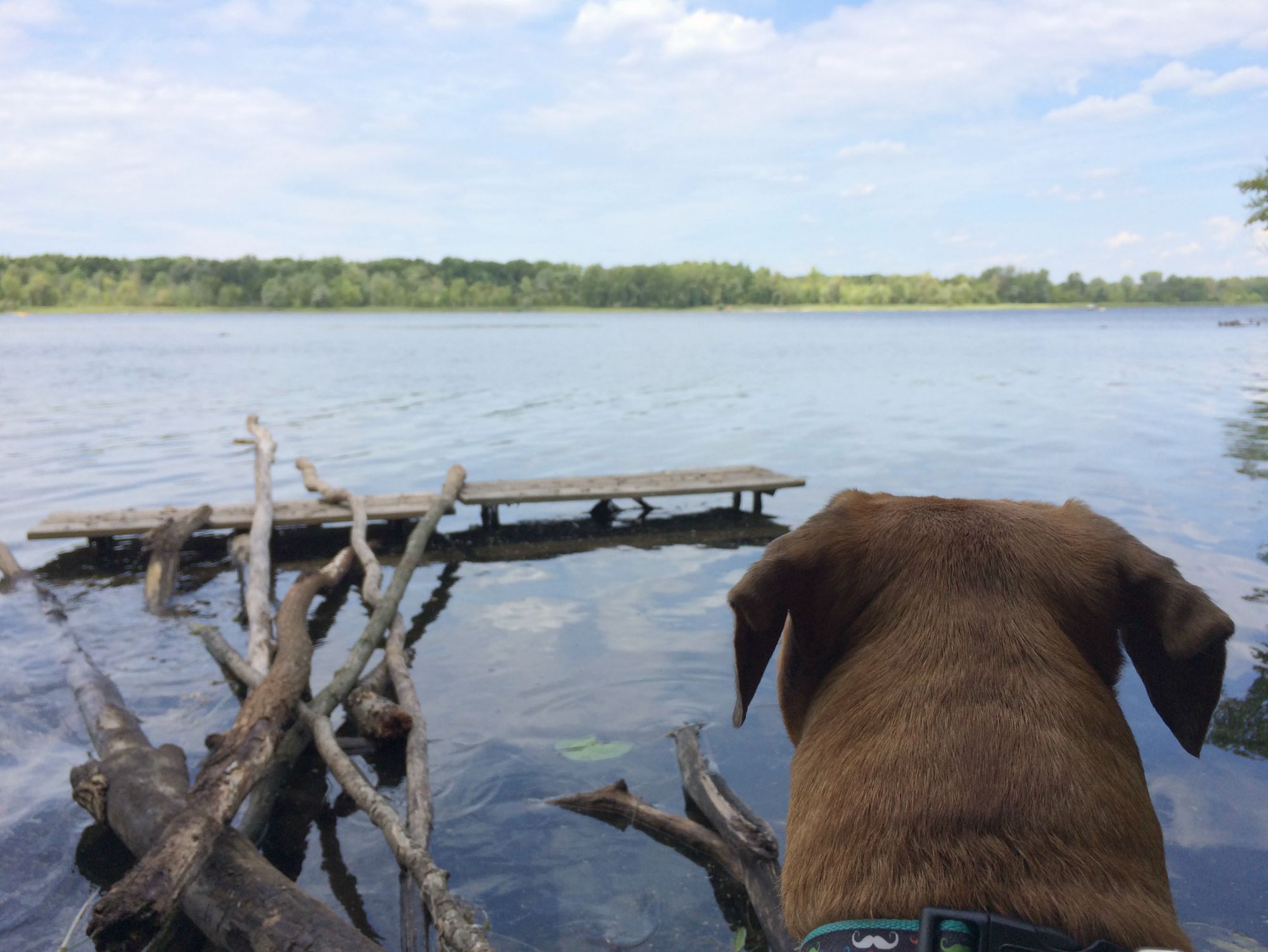 roadie looking out at lake