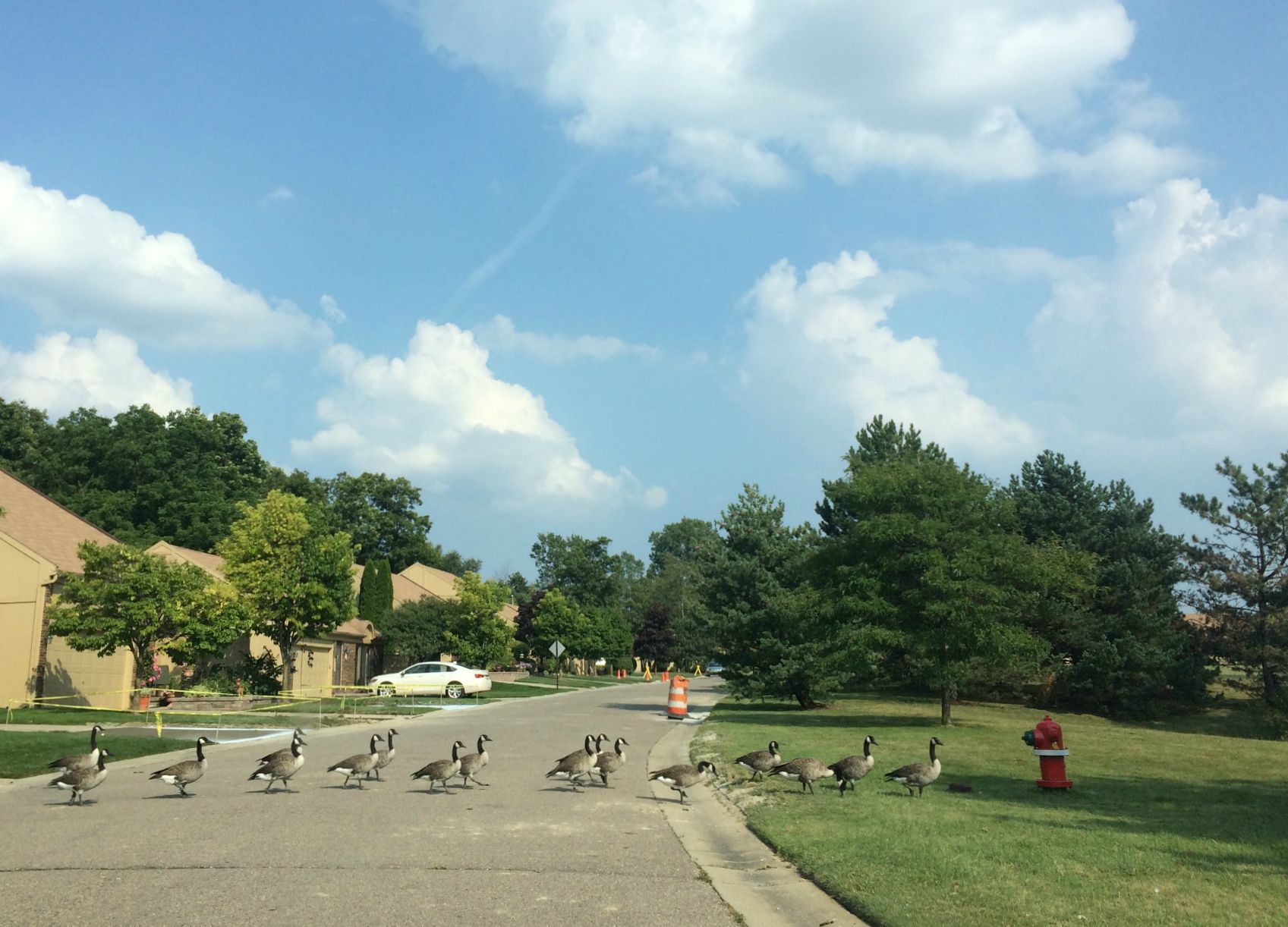 geese crossing the road