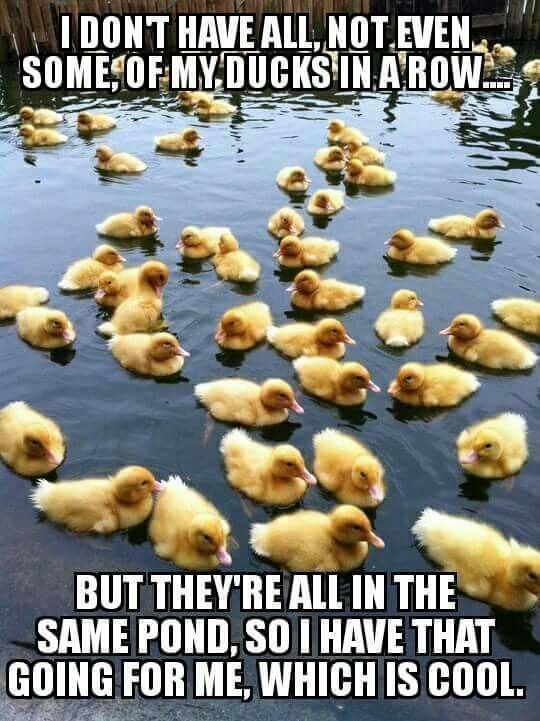 ducks funny