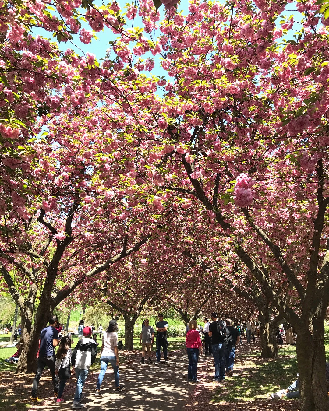 cherry blossom brooklyn botanic gardens