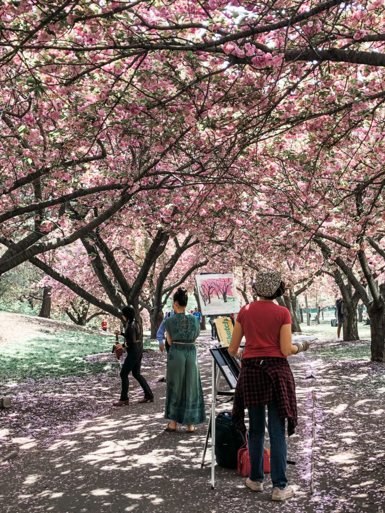 brooklyn botanical gardens - cherry blossoms