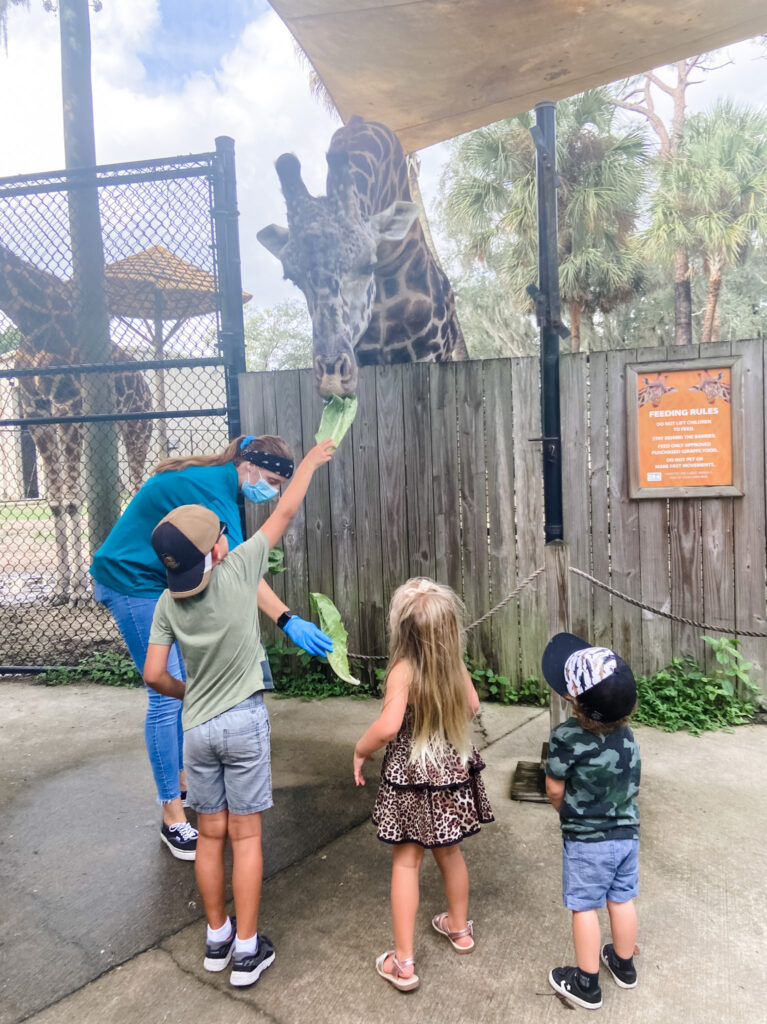 kids feeding giraffe