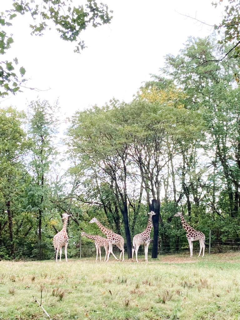 Bronx Zoo Giraffes