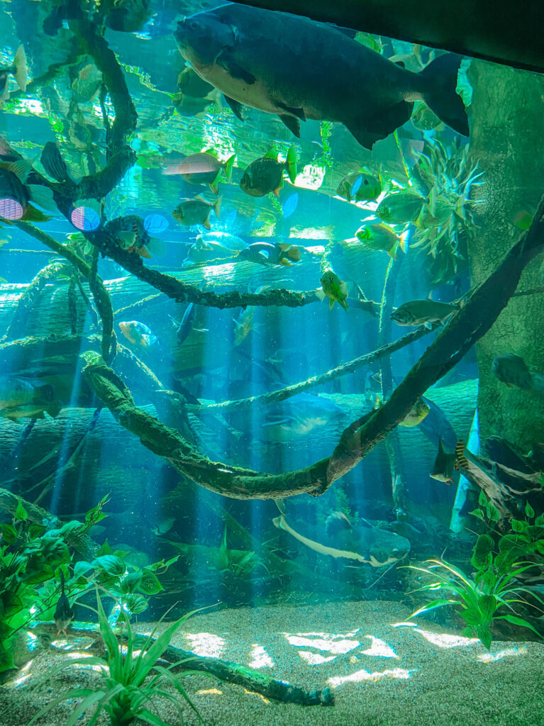 Prospect Park Zoo Fish