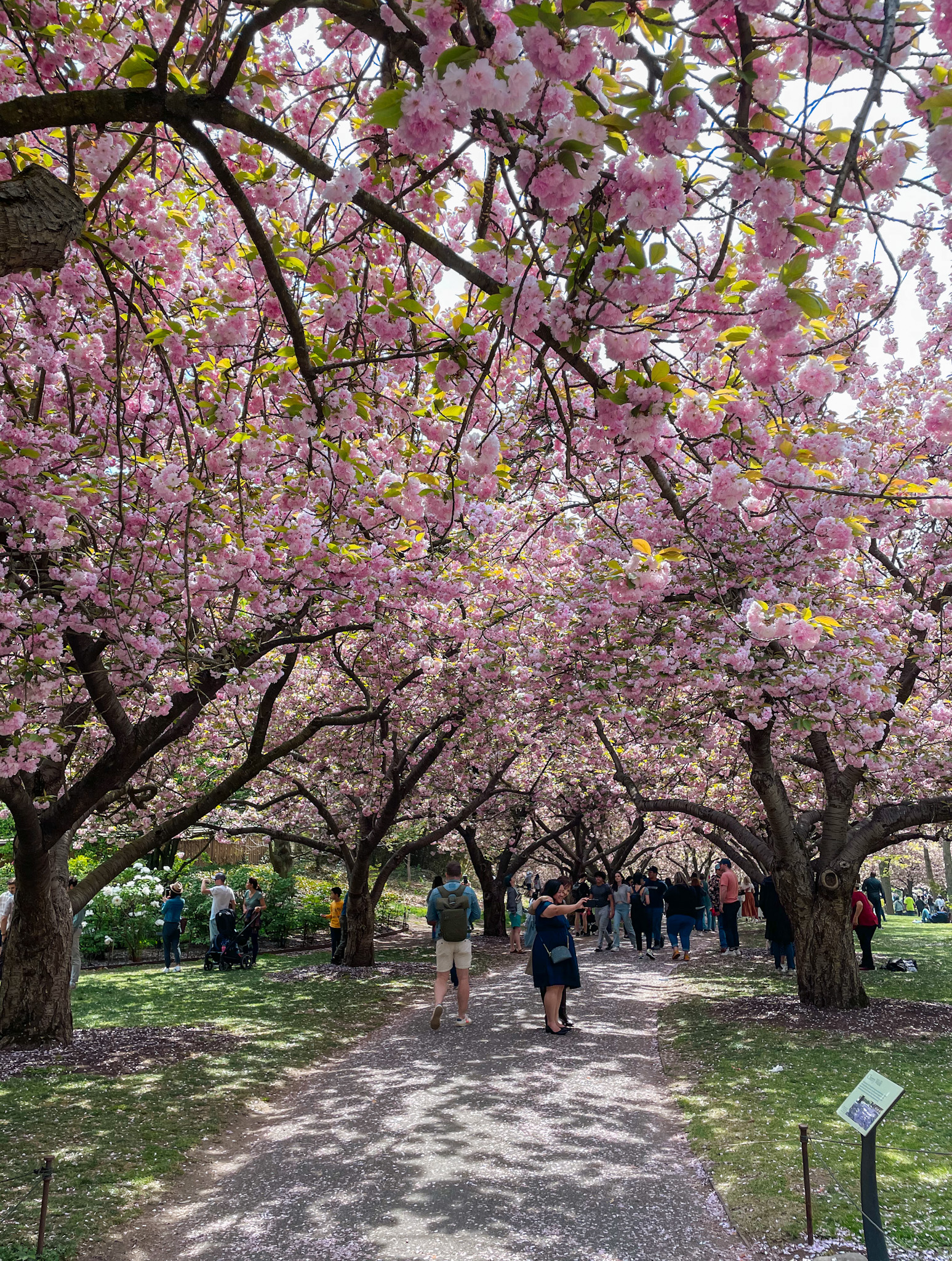 brooklyn botanic garden cherry blossoms nyc