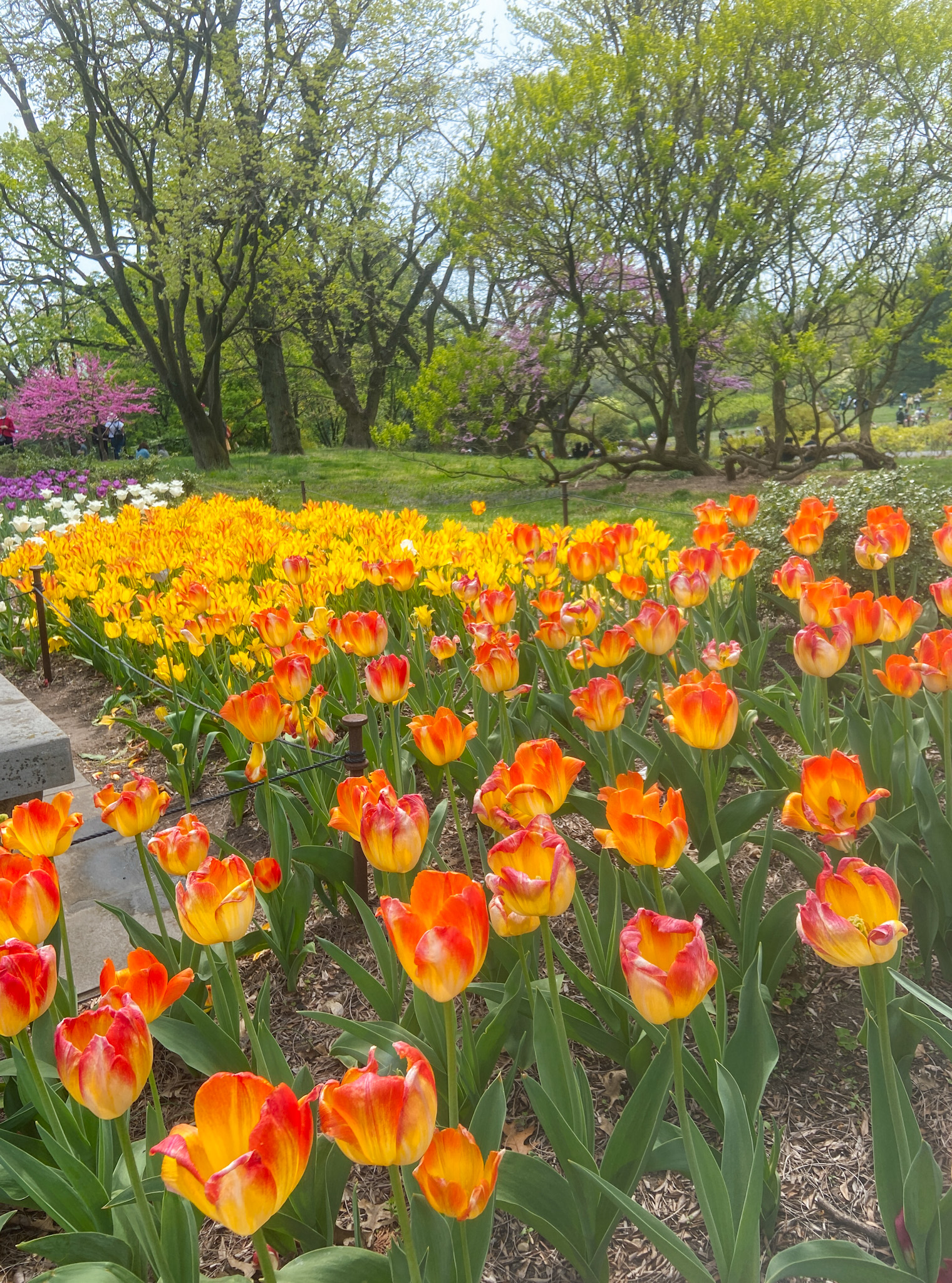 brooklyn botanic tulips