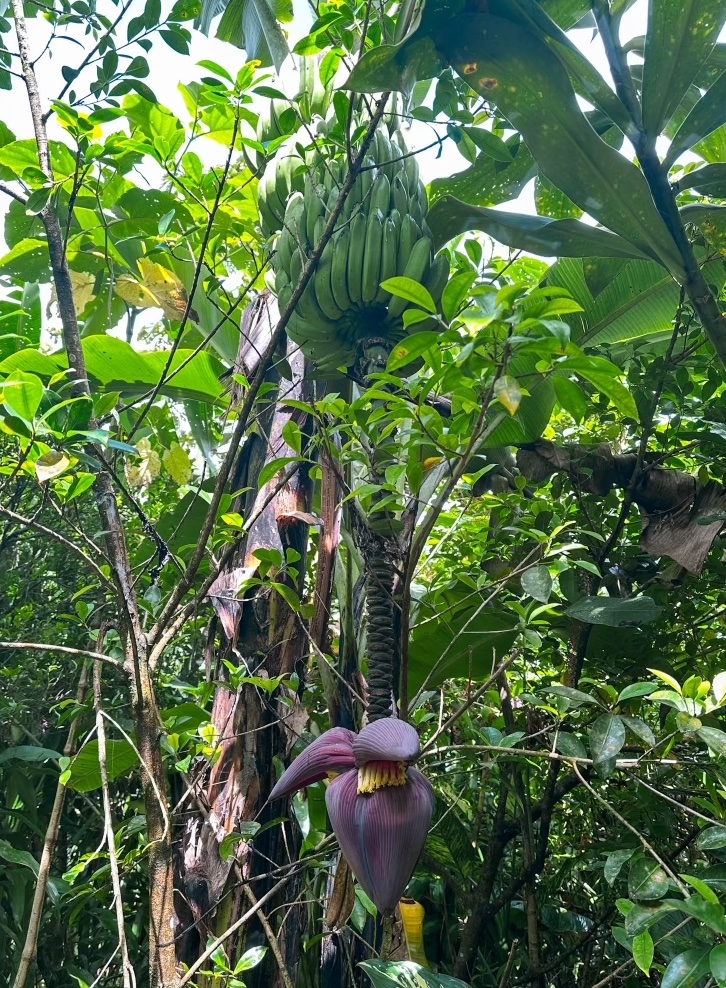 banana-plant-costa-rica