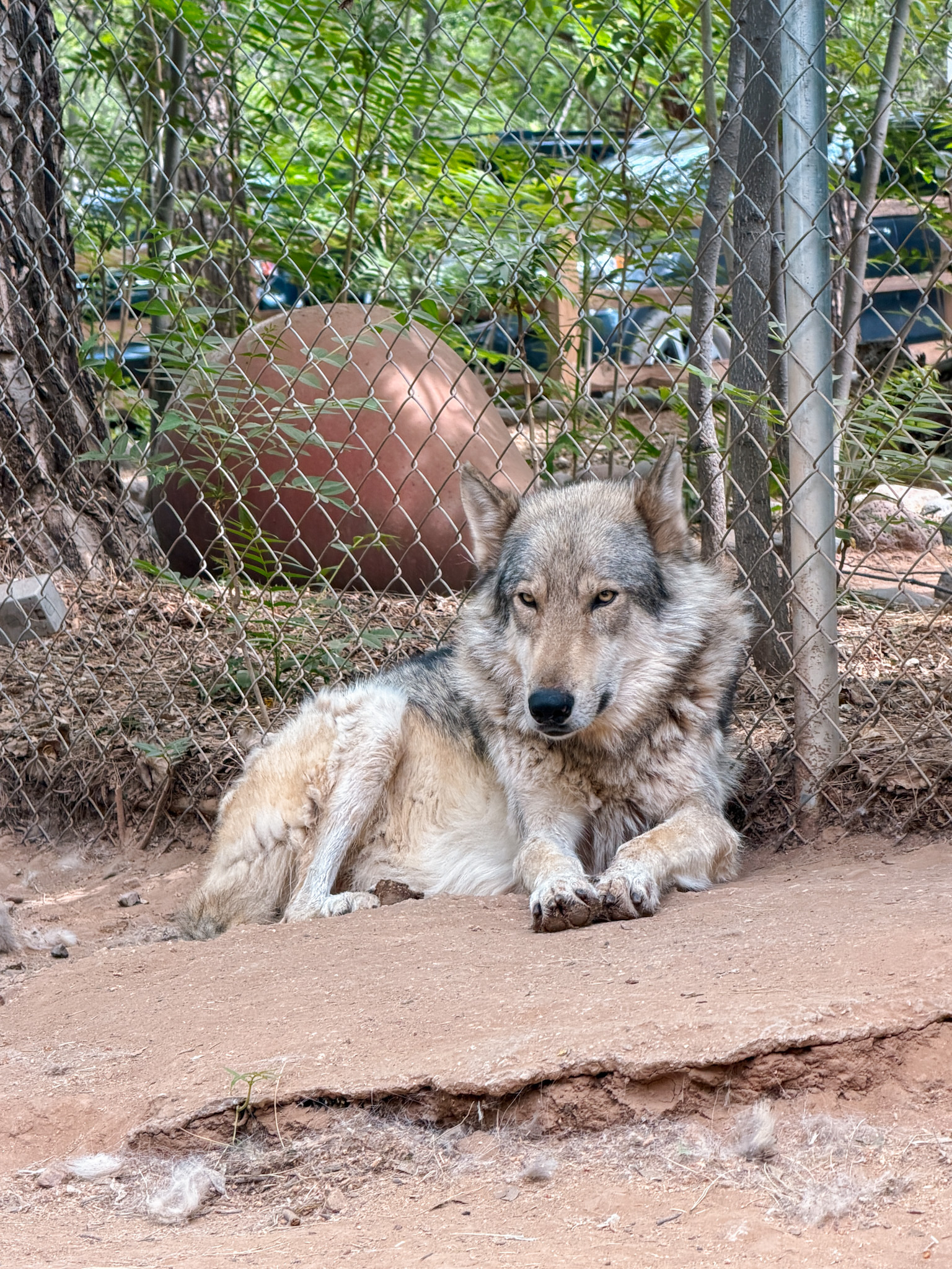 Wolf Sanctuary Arizona