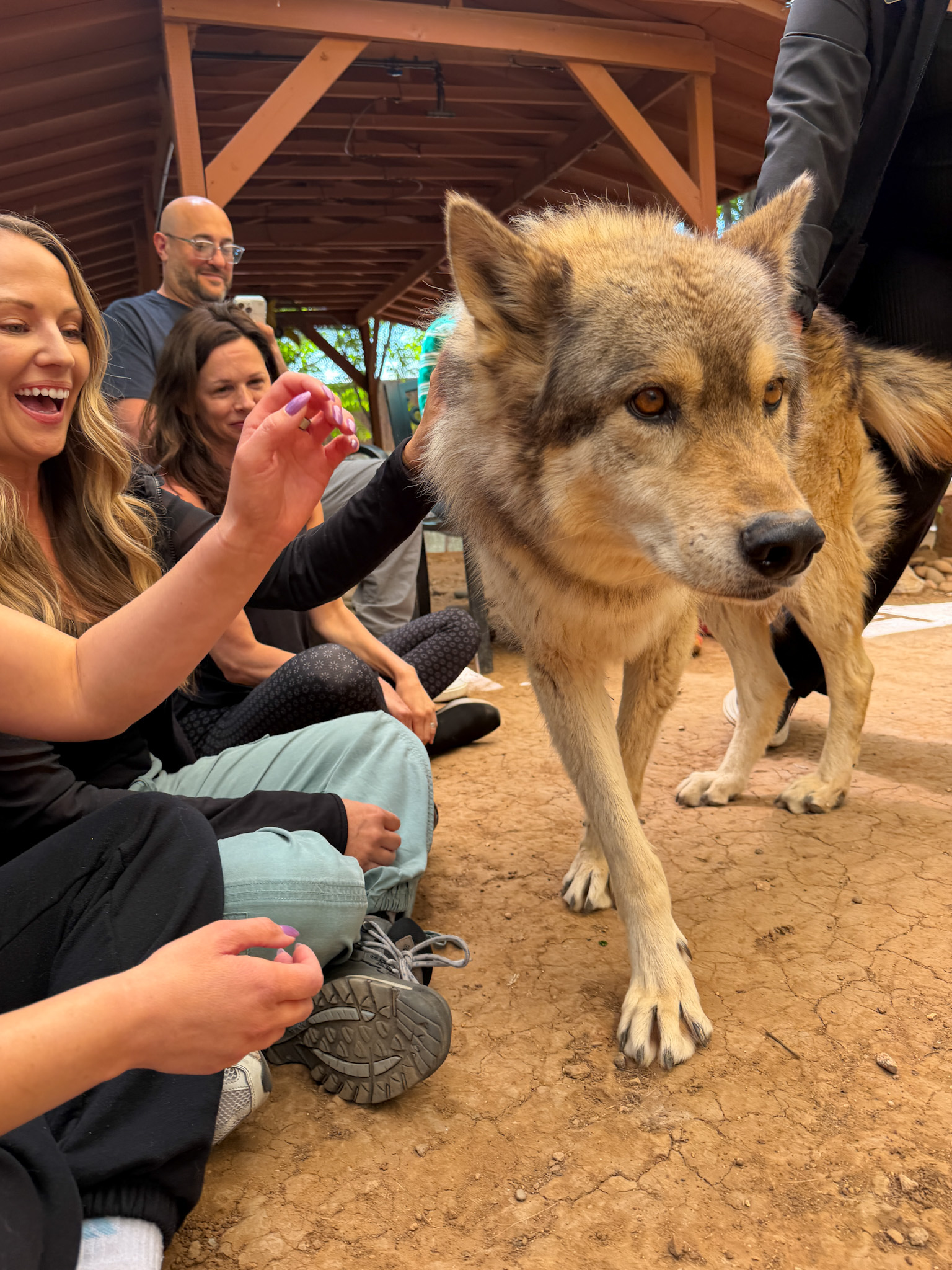 Wolf Sanctuary Sedona