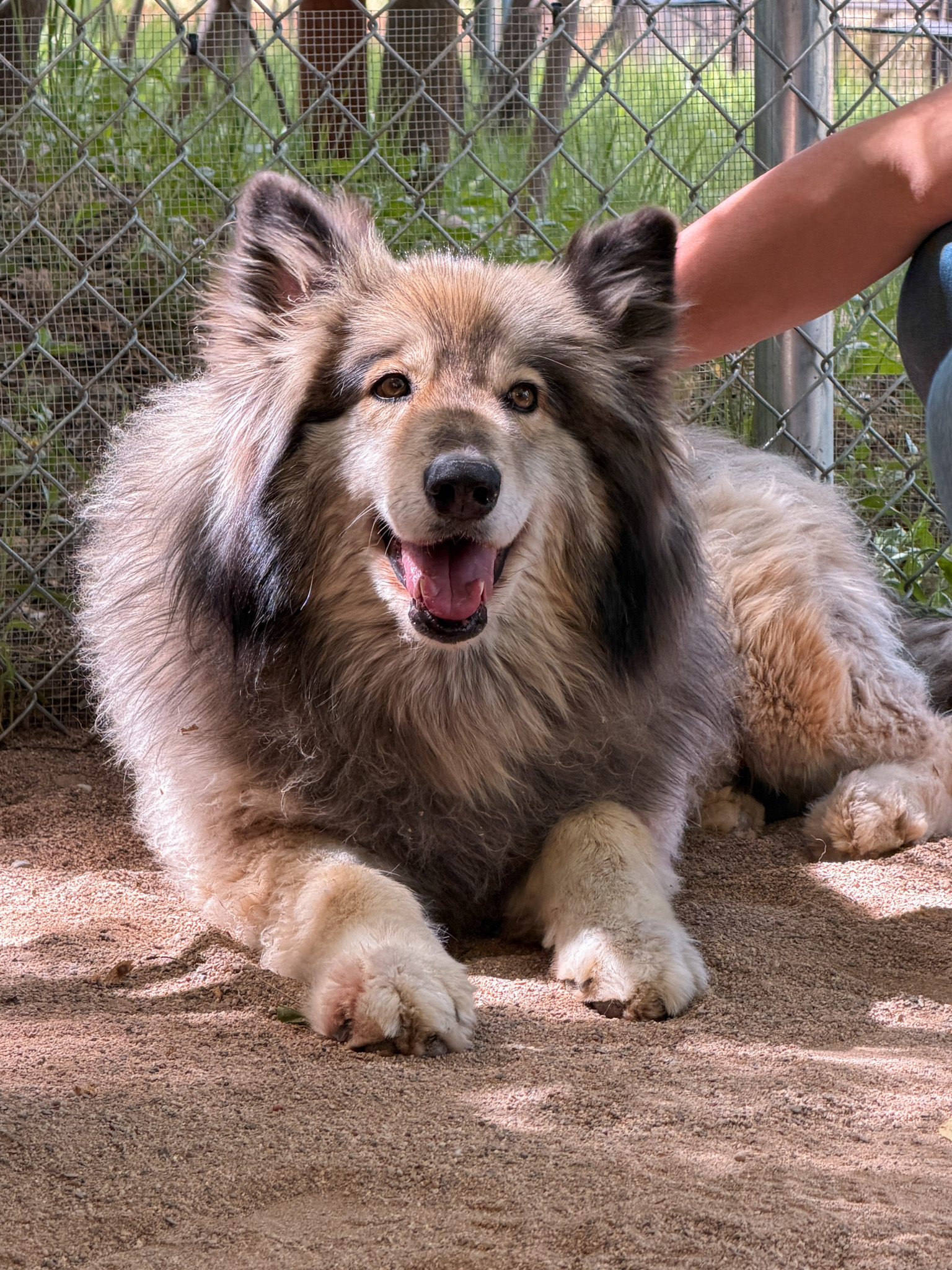 Wolf Sanctuary Visit
